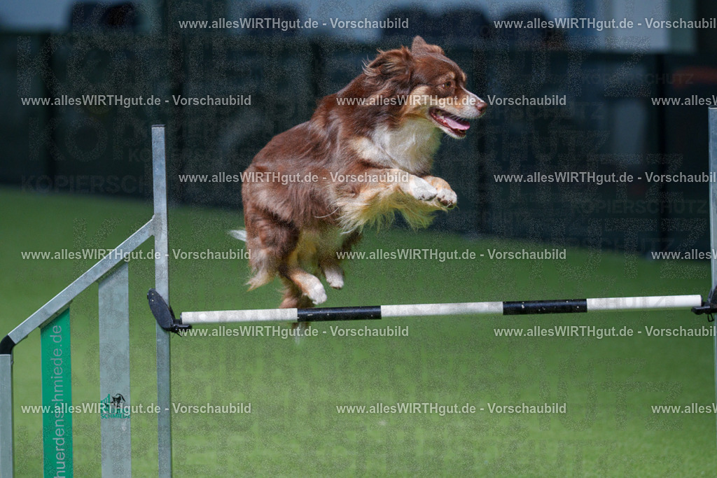 @allesWIRTHgut_Tierfotografie - www.allesWIRTHgut.de - 2604251339-7R503748 | Professionelle Tierfotografie in Mönchengladbach von Daniel Wirth (allesWIRTHgut). Liebevolle & natürliche Bilder von Hunden & Katzen für unvergessliche Erinnerungen.
