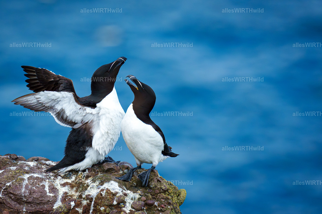 Daniel Wirth - www.allesWIRTHwild.de -7IV02665 | Entdecke die faszinierende Welt der Natur- und Wildlife-Fotografie von Daniel und Bärbel. Inspirierende Bilder von wilden Tieren und kleinen Naturwundern.