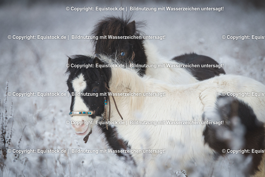 TS_20170111_Miniaturhorses_0001 | Foto: Thomas Hartig