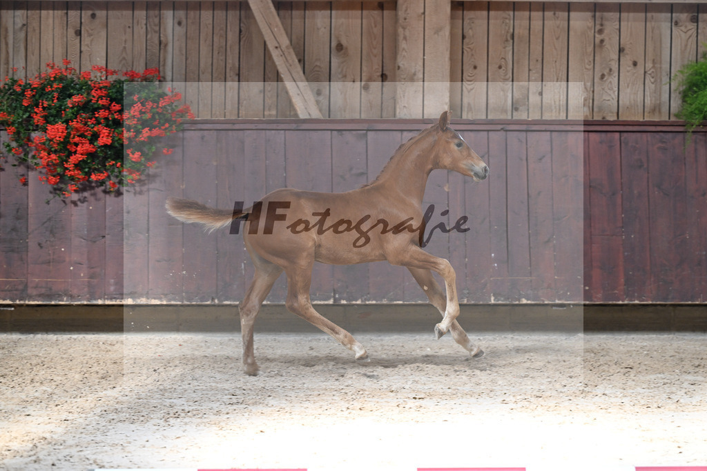 Kat-Nr. 10 Va Bene x Escolar_HF_Reisacher_25250384 | hf-fotografie - Realizzato con Pictrs.com