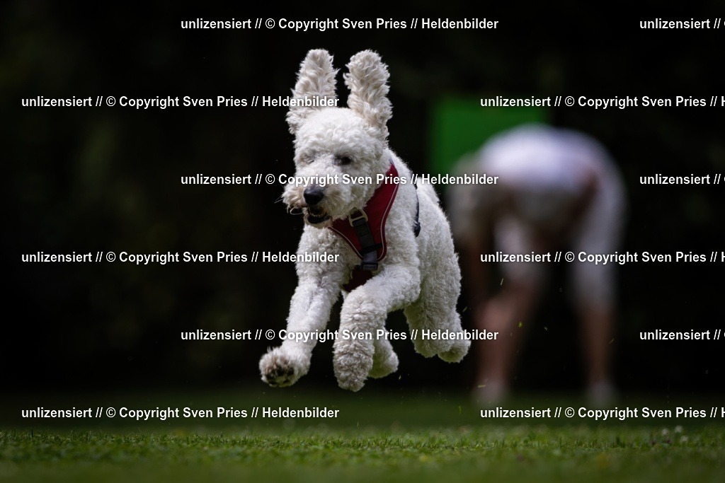 Sven Pries | 19. Allgemeines Hunderennen Karlsruhe Durlach - Realisiert mit Pictrs.com