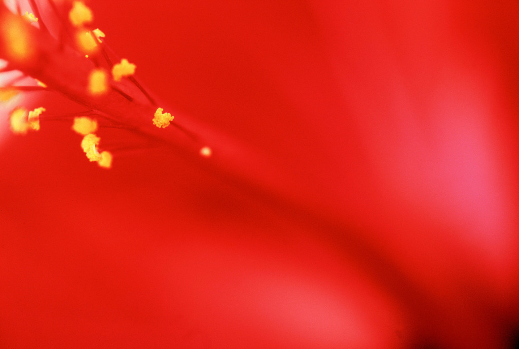 Hibiskus | Austria - 2009: Detail einer Hibiskusblüte. - Realisiert mit Pictrs.com