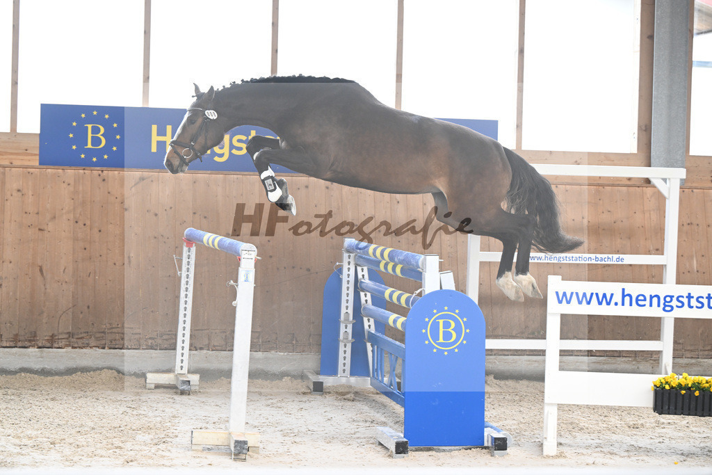 Kat-Nr. 8 Carathella v. Limbothello B_Hoffmeister_14260619 | hf-fotografie - Realisiert mit Pictrs.com
