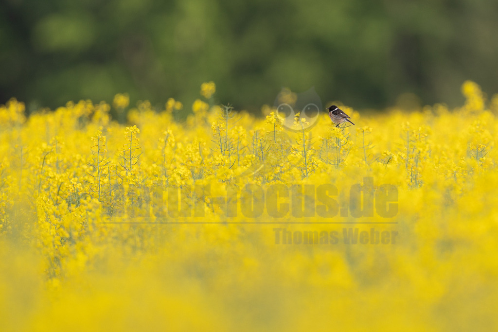 R6M35434_20260507 | Ein männliches Schwarzkehlchen (Saxicola rubicola) sitzt auf einer Pflanze in einem leuchtend gelben Rapsfeld. Der Hintergrund ist unscharf und grün. - Realisiert mit Pictrs.com