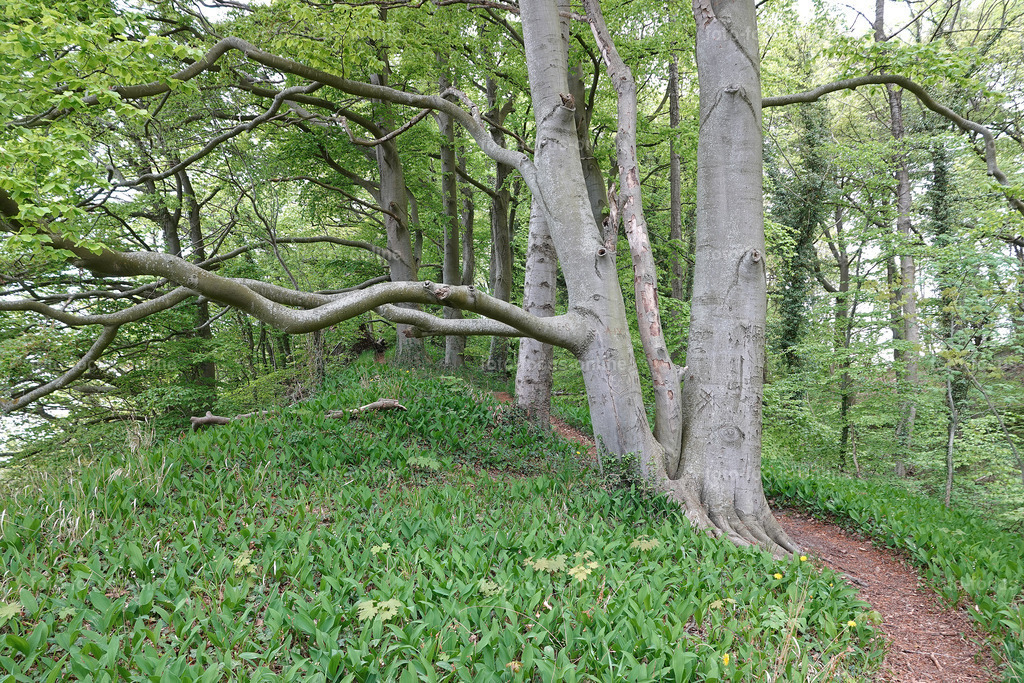 May forest on the coast | May forest on the coast