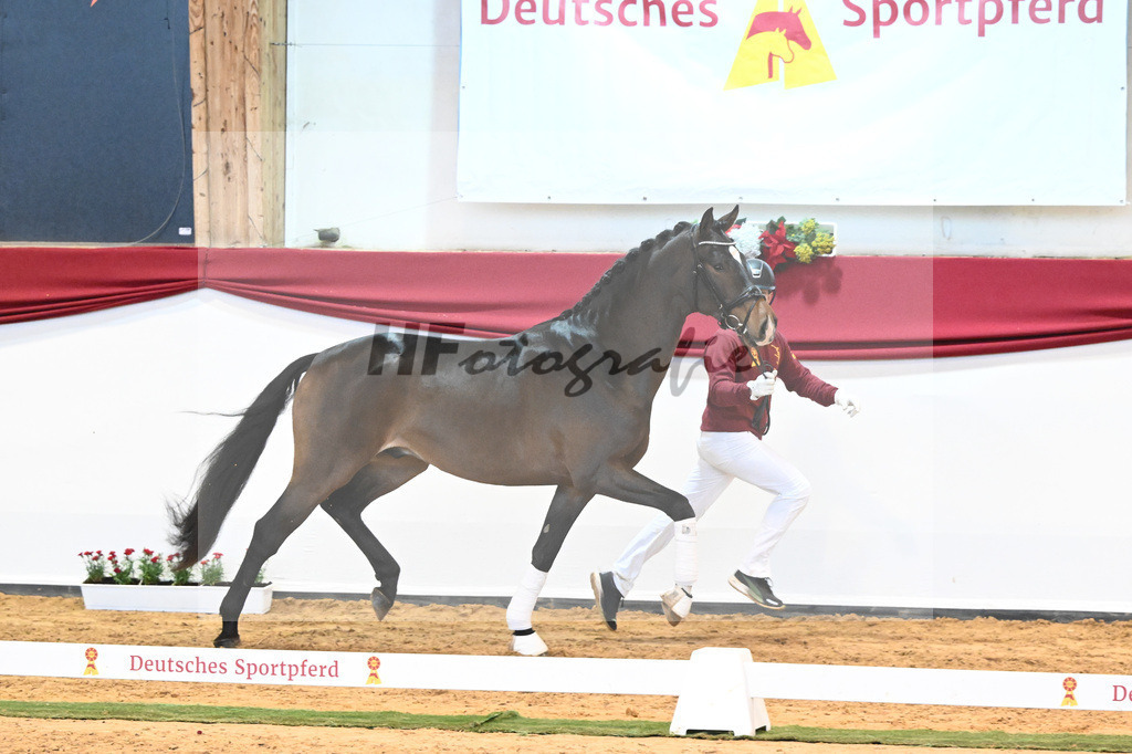 Kat-Nr. 54 Va Bene x Charmeur_Mueller_43231721 | hf-fotografie - Realisiert mit Pictrs.com
