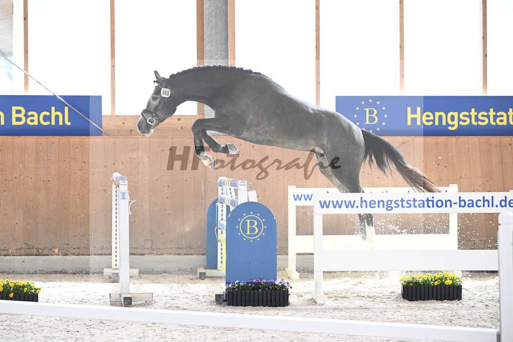 Kat-Nr. 88 See you soon TN v. Comme il faut_Tibor Horses Int. u KES Kreidl_5250148 | hf-fotografie - Realisiert mit Pictrs.com