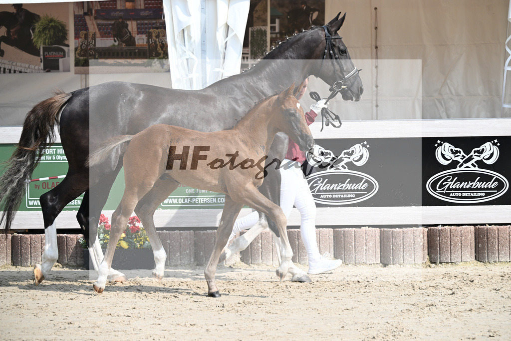 Zirocco Blue x Kannan_HF_Maier_12250161 | hf-fotografie - Realisiert mit Pictrs.com