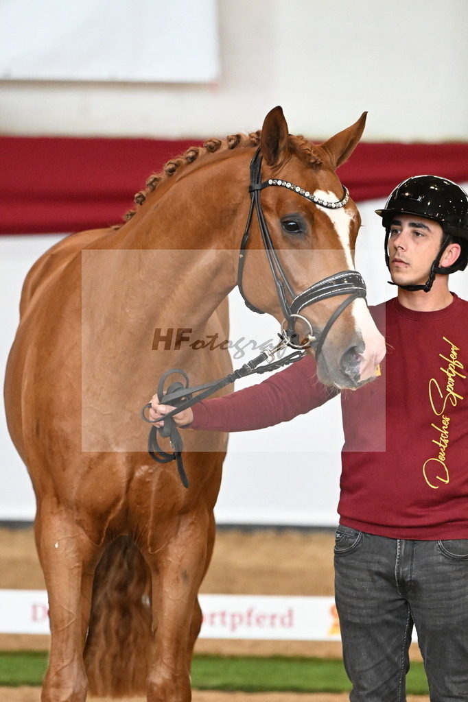 Kat-Nr. 5 Benicio x Vivaldi_Beckmann_47240612 | hf-fotografie - Realizzato con Pictrs.com
