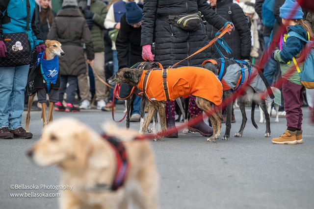 Galgomarsch2026-56 | Augenblicke kommen und gehen, Erinnerungen bleiben. Als Tierfotografin schaffe ich liebevolle Erinnerungen an unsere tierischen Familienmitglieder, ohne Stress und Druck.
Buchbar für den Raum München und Landkreis Dachau  - Realisiert mit Pictrs.com