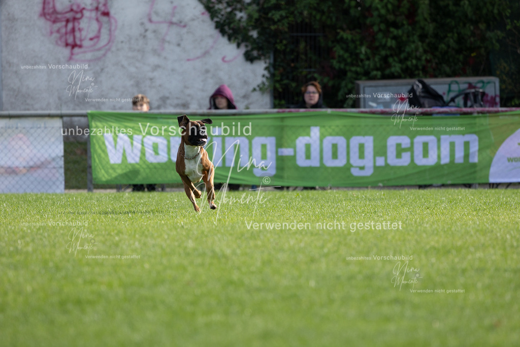 _16A6557 | Einzigartige Fotos von Hunden & Menschen –Actionfotos, Portraits, Vereinsaufnahmen & Paarshootings – authentisch, lebendig & mit Herz.