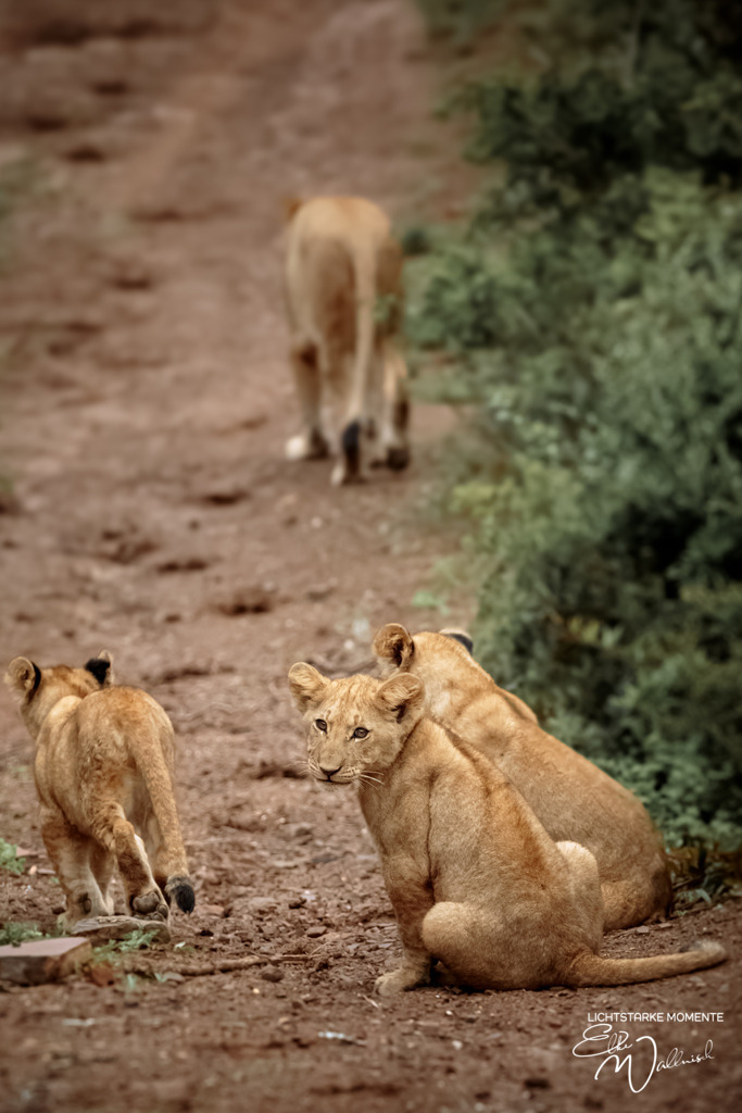20231009-162610 SOUTHAFRIKA_-1 | Herzlich willkommen auf meiner Seite! Ich bin Elke Wallnisch, Deine Fotografin für lichtstarke Momente. Der Name steht für alles, was mich mit der Fotografie verbindet: Das Licht und seine machtvolle Wirkung auf eine Situation oder unsere Stimmung - Realisiert mit Pictrs.com