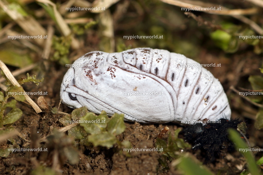 Parnassius apollo-029 | Das Bilderarchiv über Tiere, Planzen und Landschaften. In der Bilddatenbank finden Sie ein große Auswahl an hochwertigen Bilder für Ihre Werbung - Realisiert mit Pictrs.com