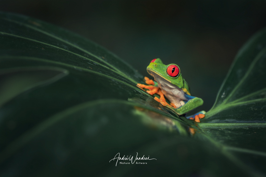 Auf dem Blätterthron | Andre Wandrei - Nature Artworx - Realisiert mit Pictrs.com