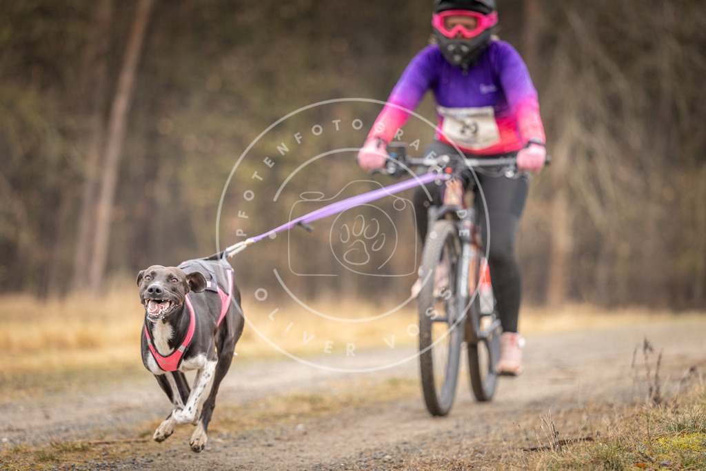 DV3A3289 | Hundefotografie, Tierfotograf, Pfotenfotografie, Fotoshooting Hund, Hunde Portrait, Hundesport, Hundeportraits, Heideshooting, Hunde, Sportfotograf, Hundefotograf, Turnierhundsport, THS,  - Realisiert mit Pictrs.com