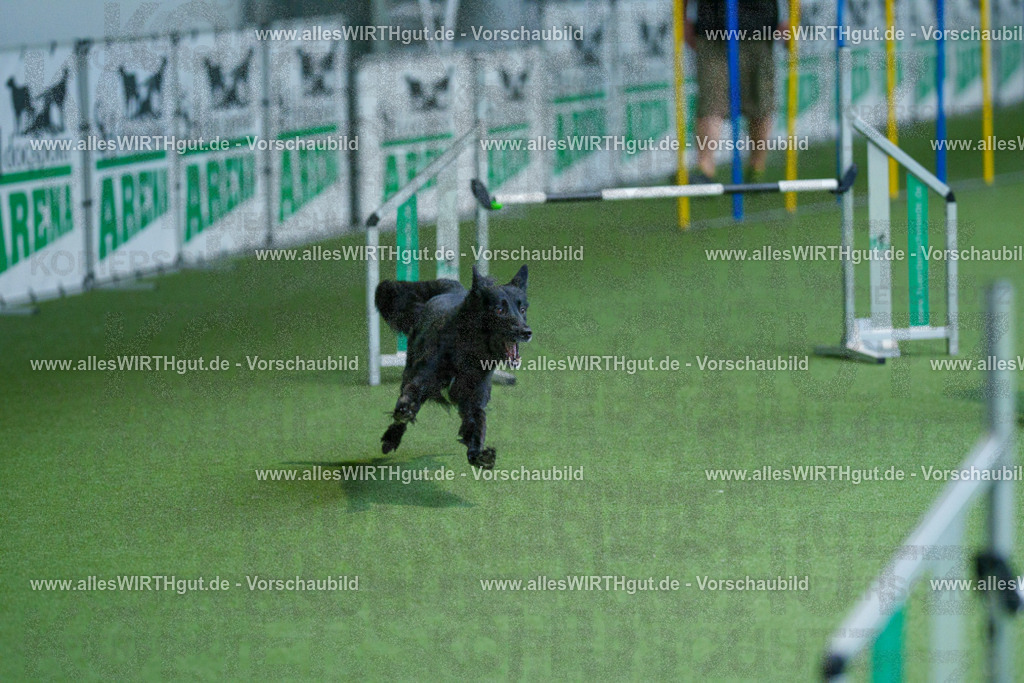 @allesWIRTHgut_Tierfotografie - www.allesWIRTHgut.de - 2604261530-7R505790 | Professionelle Tierfotografie in Mönchengladbach von Daniel Wirth (allesWIRTHgut). Liebevolle & natürliche Bilder von Hunden & Katzen für unvergessliche Erinnerungen.