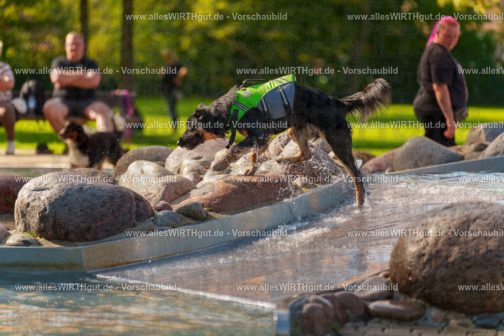 Hundeschwimmen_Grefrath_2026-allesWIRTHgut_Tierfotografie-13_57-7R508708 | Professionelle Tierfotografie in Mönchengladbach von Daniel Wirth (allesWIRTHgut). Liebevolle & natürliche Bilder von Hunden & Katzen für unvergessliche Erinnerungen.