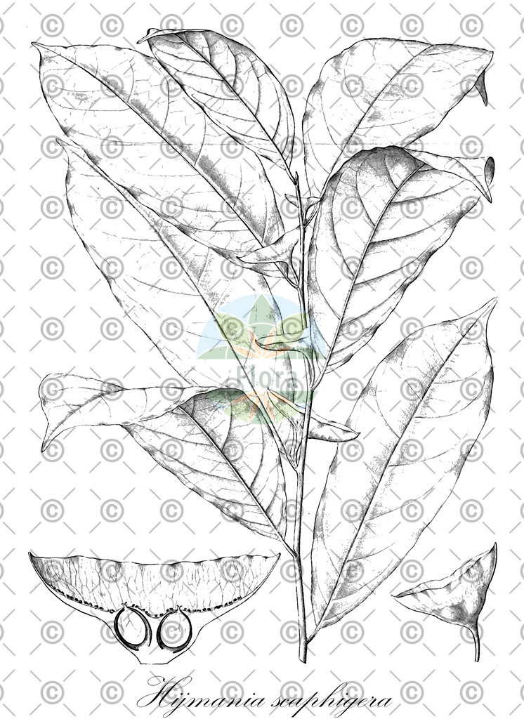 HistAbb_wfo-0001425884_1_ENZY_Simple | Historische Abbildung von Hijmania scaphigera - Moraceae | Historical Illustration of Hijmania scaphigera - Moraceae