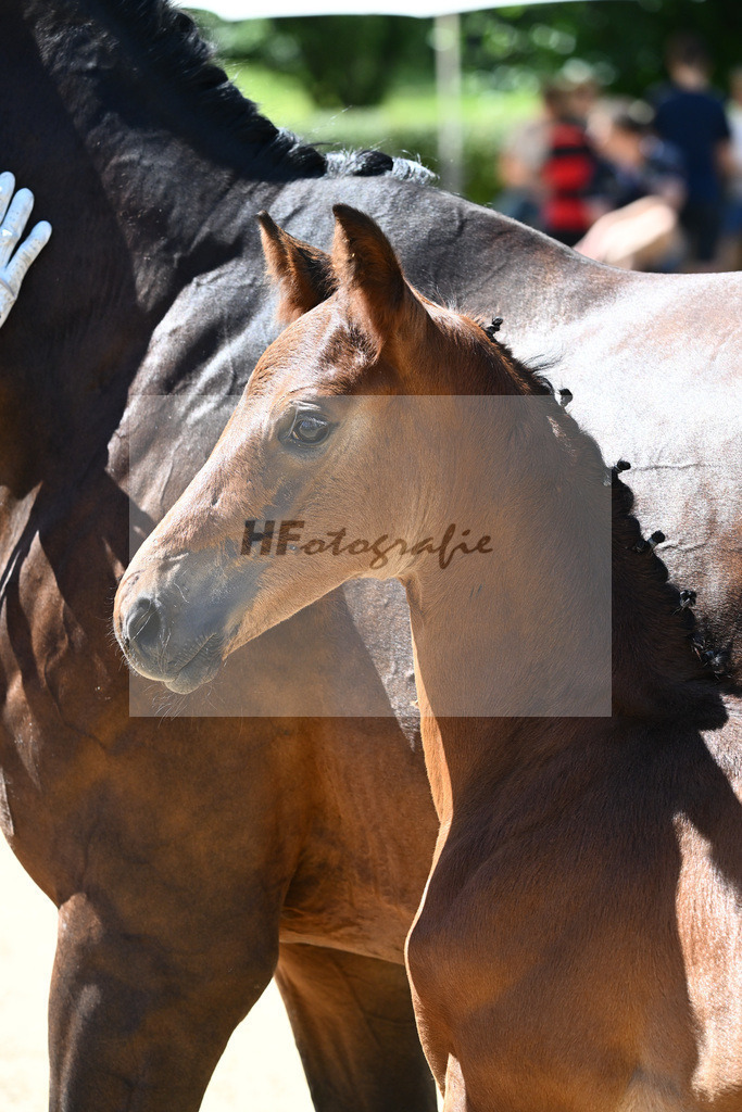 Kat-Nr. 44 HF DSP Va Bene x Sir Donnerhall_Kopp_27230694 | hf-fotografie - Realisiert mit Pictrs.com