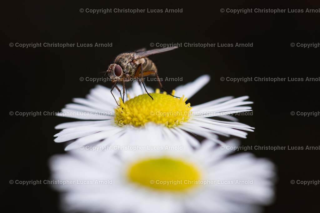 Fliege | bildkomponist - Realisiert mit Pictrs.com