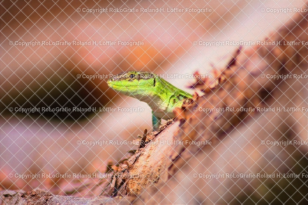 IMG_1455_ZSD | Wandfotos und Wandbilder für Büro, Kanzlei, Praxis und Unternehmen in höchster Qualität. Verfügbar als Jahreskalender, Holzdruck, Leinwand, Forex-Fotodruck, Alu-Dibond, Acrylglas, Akustikbilder. - Realisiert mit Pictrs.com