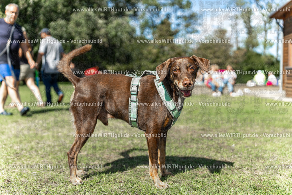 Hundeschwimmen_Volksbad_2026-allesWIRTHgut_Tierfotografie-2609061242-115255-7R500148 | Professionelle Tierfotografie in Mönchengladbach von Daniel Wirth (allesWIRTHgut). Liebevolle & natürliche Bilder von Hunden & Katzen für unvergessliche Erinnerungen.