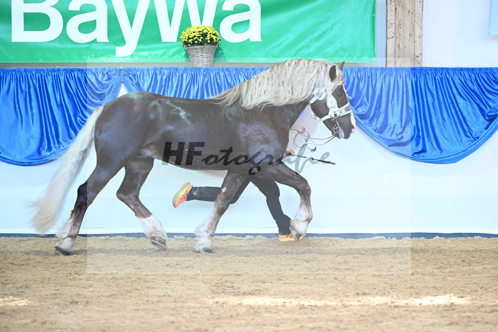 Kat-Nr. 98 Valegro_Oltmanns_53220648 | hf-fotografie - Realisiert mit Pictrs.com