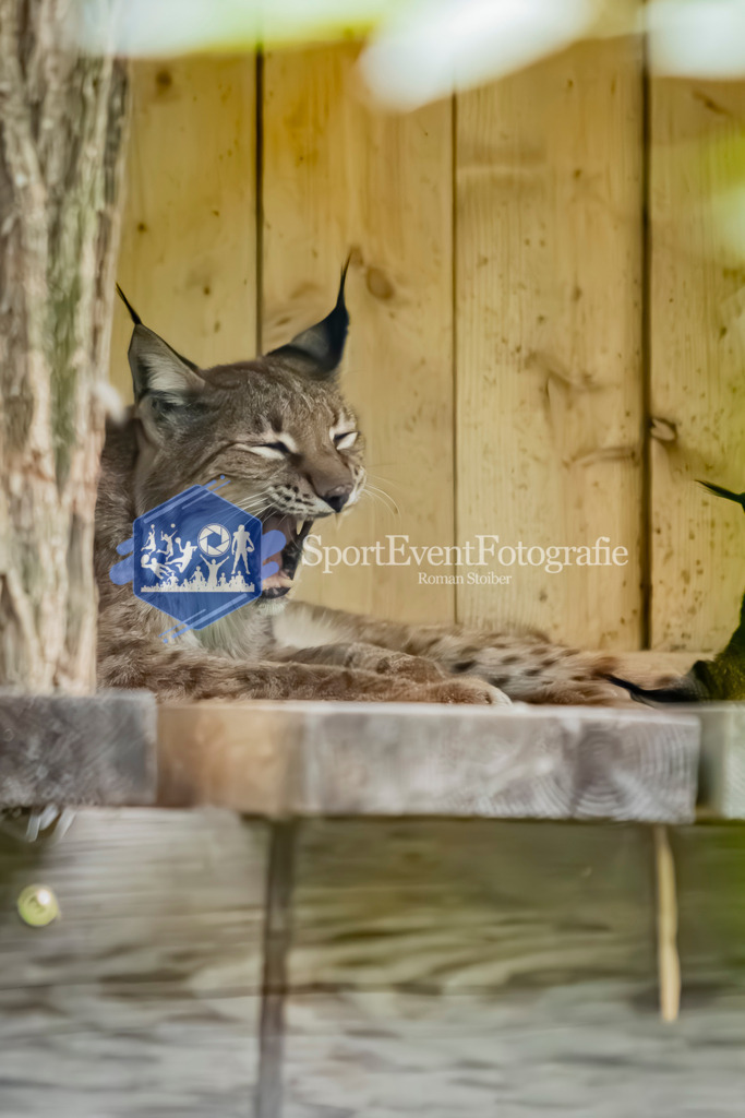 IMG_3698 | SportEventFotografie - Roman Stoiber