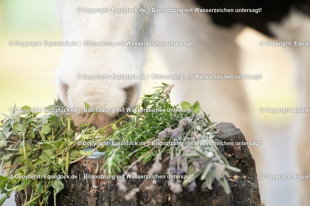 20201207_Tinker-frisst-kr__uter_0003 | equistock