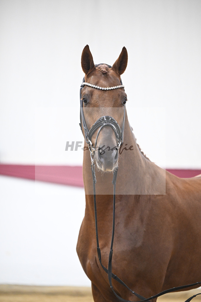 Kat-Nr. 49 Johnny Depp x San Amour I_MH Pferdezucht u. -sport GmbH_47251821 | hf-fotografie - Realisiert mit Pictrs.com