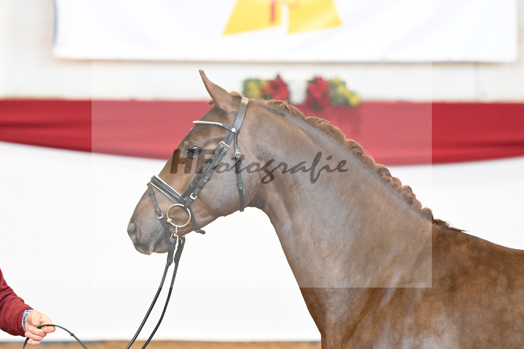 Kat-Nr. 63 Fidertanz x Romanov Blue Hors_La Rue_43230627 | hf-fotografie - Realisiert mit Pictrs.com