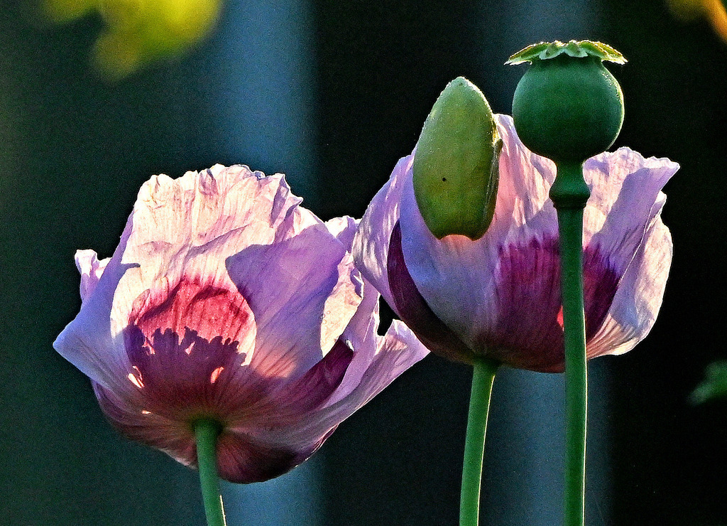 Schlafmohn09 | lucisnaturbilder - Realisiert mit Pictrs.com