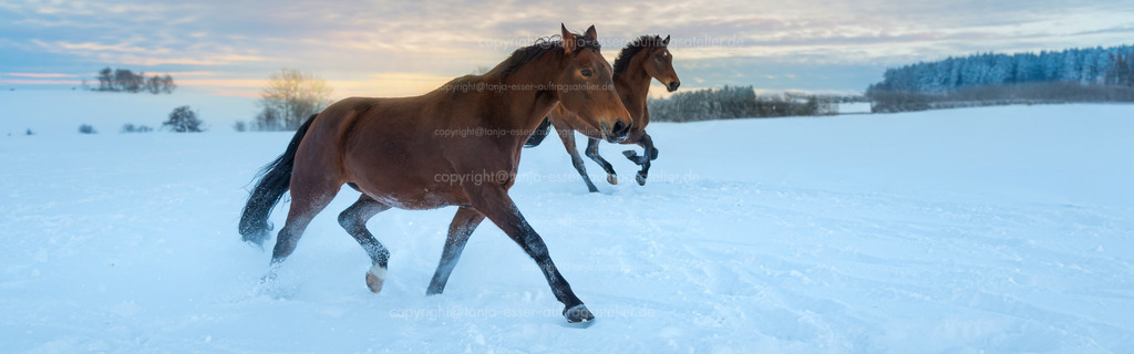 Zwei Westfalen Pferde galoppieren durch den Schnee D | Zwei Westfalen Pferde galoppieren durch den Schnee. Schöner Sonnenuntergang über verschneiter Landschaft im Sauerland, Deutschland. Panoramaformat mit Copy Space.