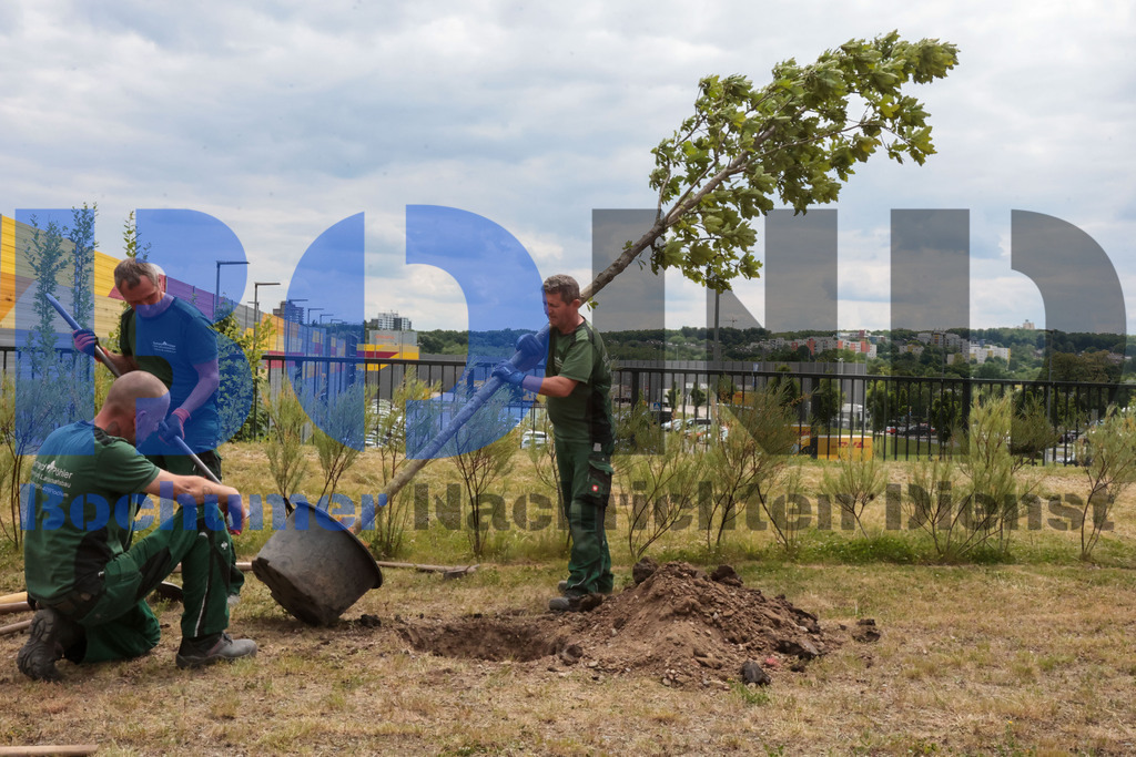 Eicheingrabung | Eicheingrabung - Realisiert mit Pictrs.com