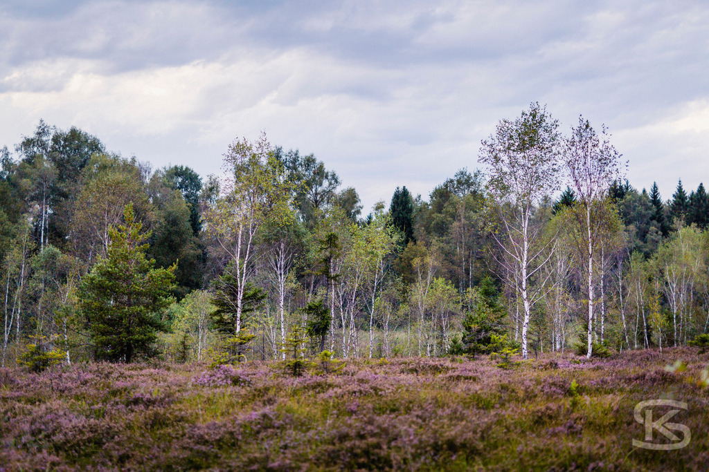 Heidekrautfeld und Mischwald unter bewölktem Himmel | Ein stimmungsvolles Bild einer natürlichen Landschaft, das ein blühendes, violettes Heidekrautfeld im Vordergrund mit einem dichten Mischwald aus Birken und Nadelbäumen im Hintergrund kombiniert. Der bewölkte Himmel verleiht der Szene eine ruhige, naturbelassene Atmosphäre. - Realisiert mit Pictrs.com