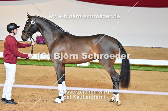 67_Revolution - L_ Espoir_787_3220 | Björn Schroeder Pferdefotografie