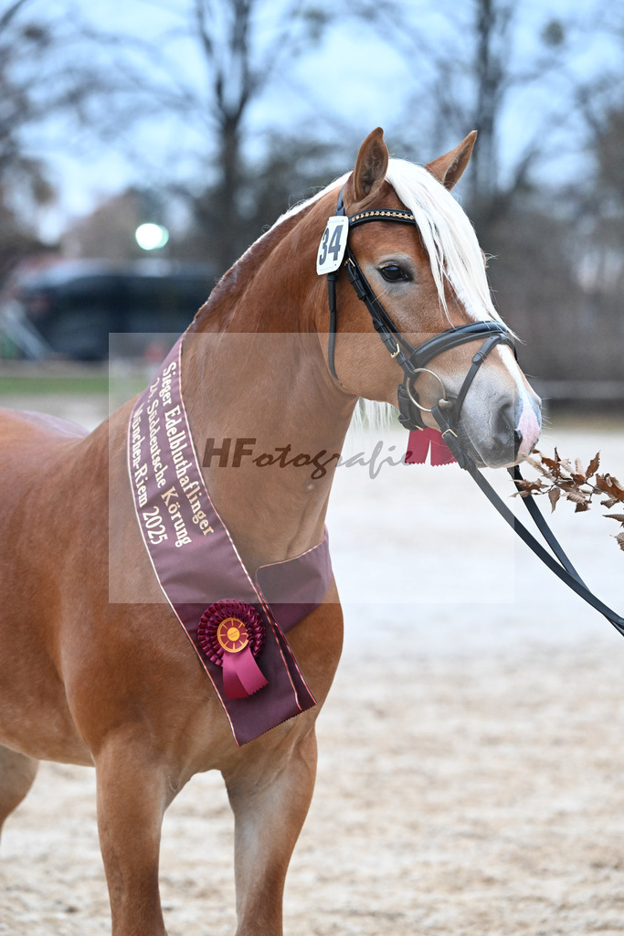 Kat-Nr. 34 nn v. Starino I_Grimminger_48251940 | hf-fotografie - Realisiert mit Pictrs.com