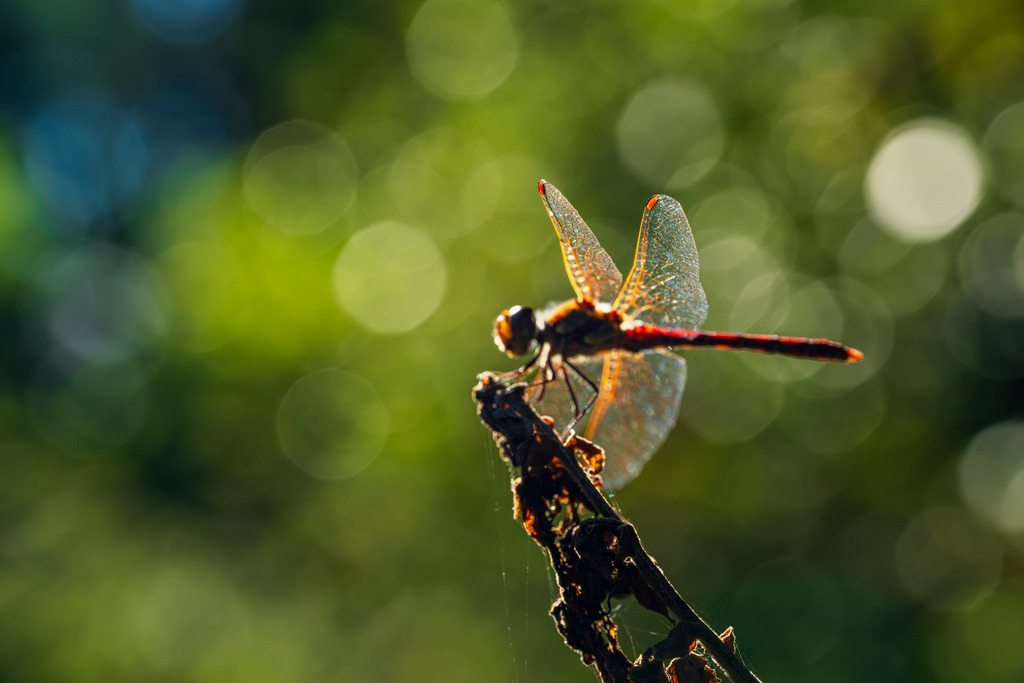 2025_09_07_LUENBURGER HEIDE_MCP2011 | Hochwertig gedruckte Fotografien für die Wand, als Kalender und zum Verschenken. Hamburg & Norddeutschland und überall wo ich mit der Kamera unterwegs war.