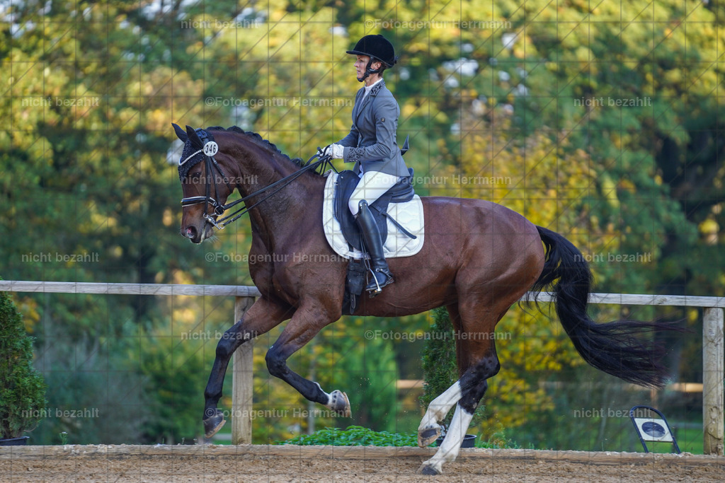 20221007-FAH00399 | Diessen am Ammersee, 2022, Dressur- und Springturnier, Reitsportbilder, Turnierfotografen Bayern, Pferdefotografen, Fotoagentur Herrmann, Turnierbilder
