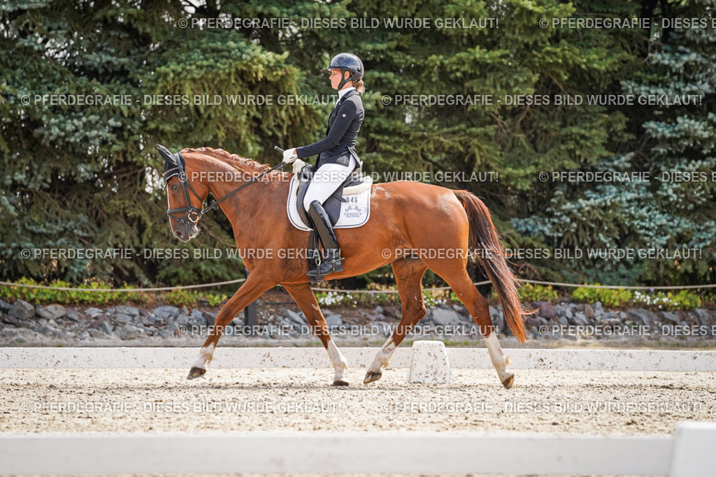 DSC08524 | Pferdegrafie