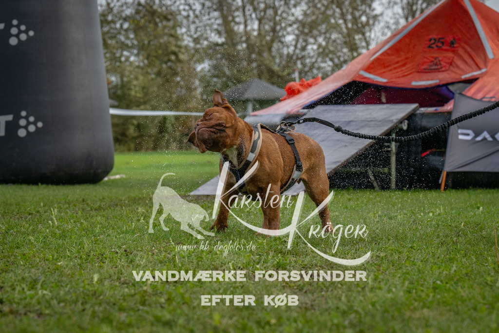 1219-93293 | kk-dogfotos