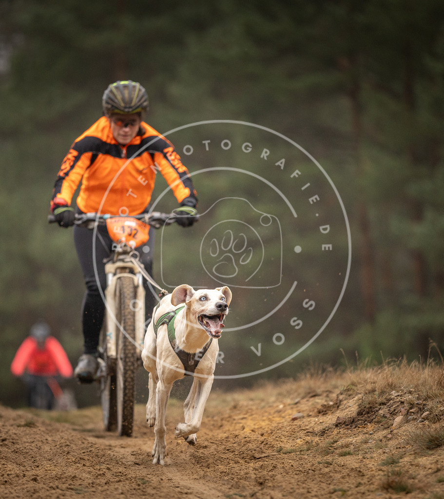 Pfotenfotografie_DV3A3669 | Hundefotografie, Tierfotograf, Pfotenfotografie, Fotoshooting Hund, Hunde Portrait, Hundesport, Hundeportraits, Heideshooting, Hunde, Sportfotograf, Hundefotograf, Turnierhundsport, THS,  - Realisiert mit Pictrs.com