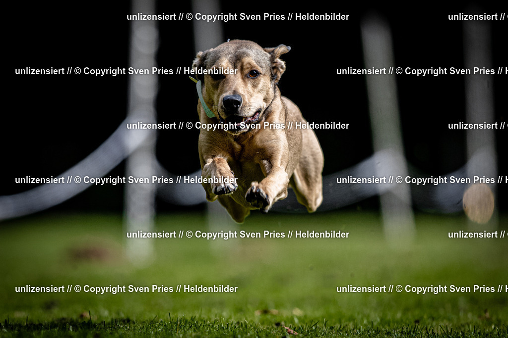 Sven Pries | 2025-10-03 - Hunderennen Obergrombach - Realisiert mit Pictrs.com
