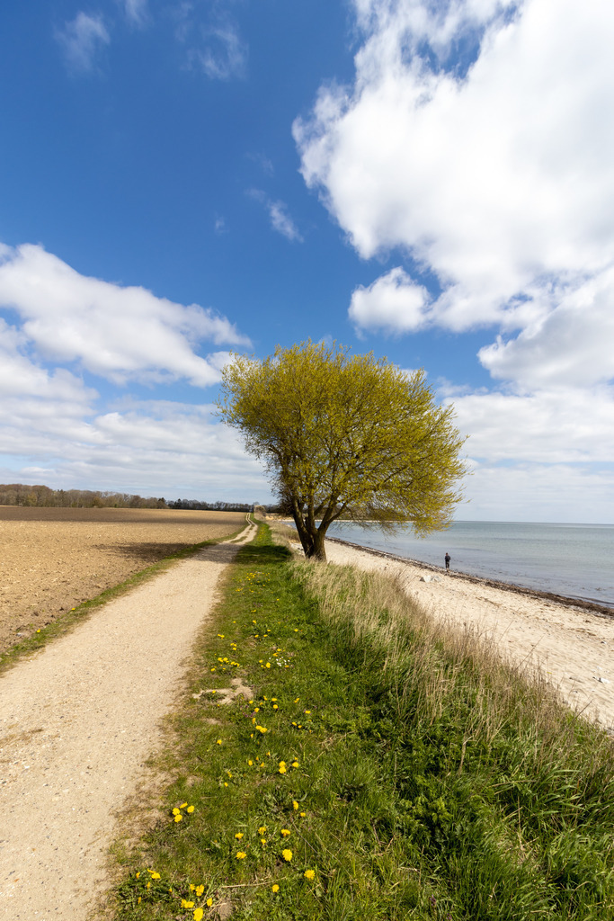 Wandbild: Spazierweg am Meer | Dieses Wandbild zeigt einen wunderschönen Wanderweg direkt an der Ostsee. Am Wegesrand steht ein Baum direkt am Strand mit hellgrünen Blättern. Im Vordergrund sind einige Löwenzahnblüten zu sehen. Holen Sie sich diese idyllische Landschaftsbild nach Hause und fühlen Sie sich jeden Tag wie im Urlaub. Dieses Wandbild ist als Leinwand, als Acrylglas/Glasbild und Aluminium-Platte in vielen Abmessungen erhältlich und wird individuell für Sie produziert. Ideal fürs Wohnzimmer, Schlafzimmer, Küche, die Ferienwohnung, das Hotelzimmer, das Büro oder die Praxis.  - Realisiert mit Pictrs.com