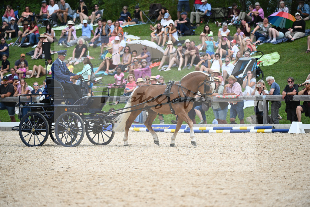 Haflinger in der Arbeit_36240492 | hf-fotografie - Realisiert mit Pictrs.com