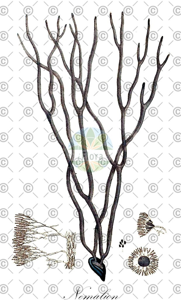 HistAbb_63DN4_1_ENZY_Simple | Historische Abbildung von Nemalion - Nemaliaceae (0) | Historical Illustration of Nemalion - Nemaliaceae (0)