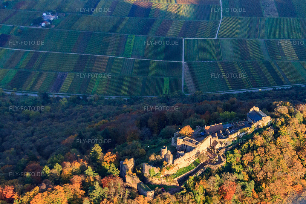 Luftbild: Burgruine Madenburg im herblist gefärbtem Wald in Eschbach im Bundesland Rheinland-Pfalz in Deutschland. Foto: IMG_60637.jpg vom 24.10.2013 durch Werner Riehm/FLY-FOTO.de