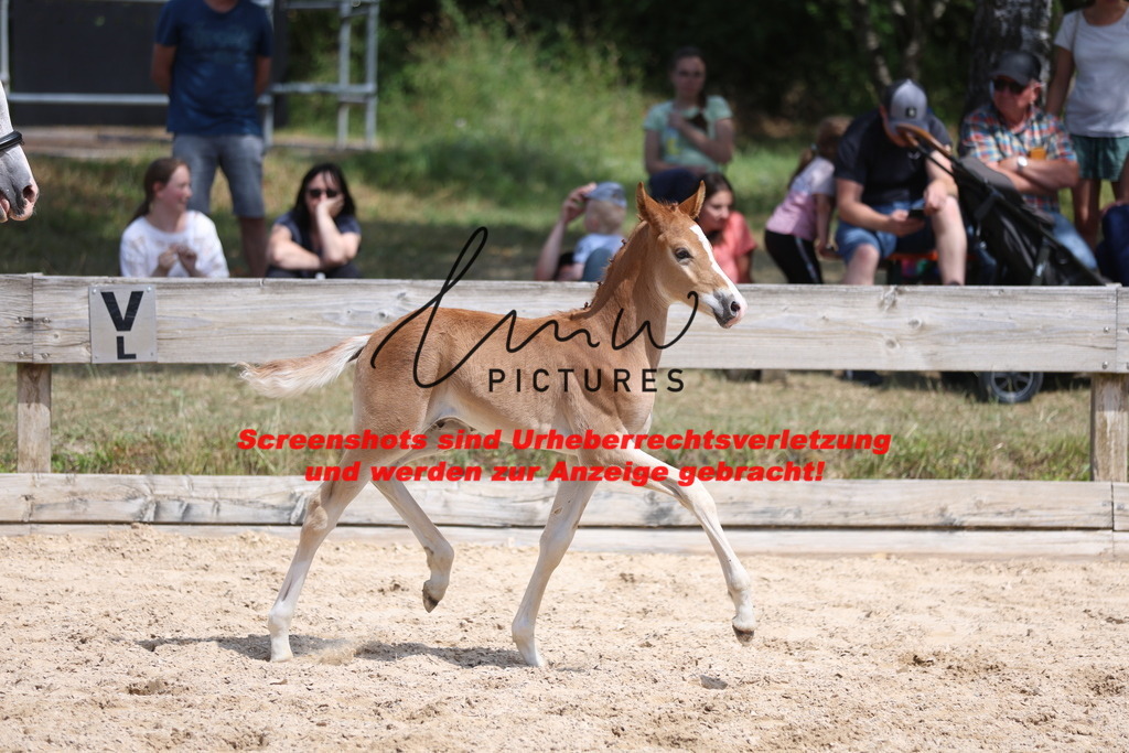 Fohlenschau_Schwäbisch_Hall_Ponys_KN 43_12 | lmwpictures - Realisiert mit Pictrs.com