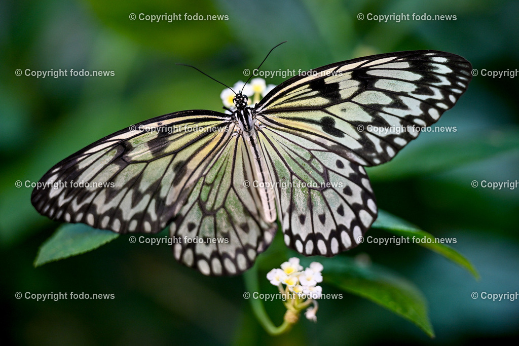 Botanischer Garten Linz_ Schmetterlinge_ Orchideen_ 21.01.2024-84 | 21.01.2024, Botanischer Garten Linz, AUT, Schmetterlinge, im Bild tropische Schmetterlinge, Schmetterling, Falter, Natur, Tiere, Blumen, Pflanzen, Insekten, Butterfly, Tropenhaus
