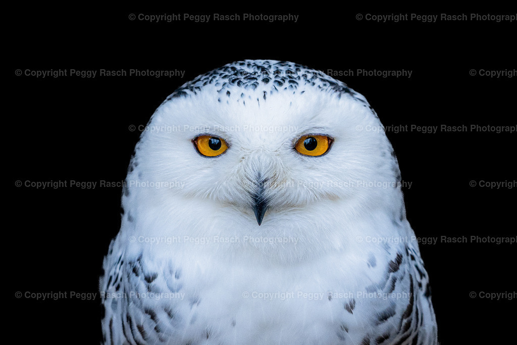 Vogelpark Niendorf (7) | PeggyRaschPhotography - Realisiert mit Pictrs.com